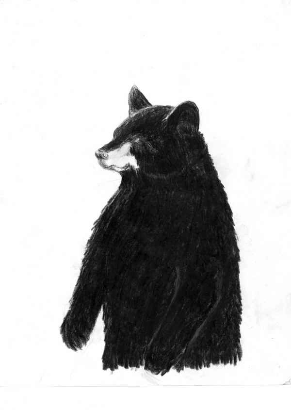 black bear by Freak_Of_Nature