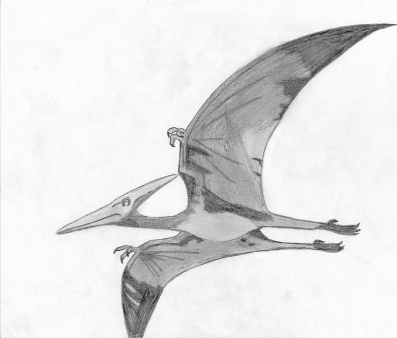 Pteranodon by FreddyJasonV