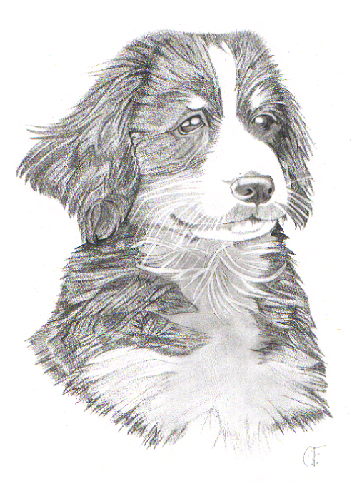 Border Collie Puppy by Fungamania