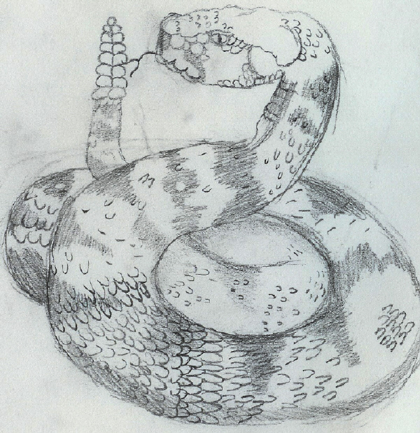 rattlesnake by FweeFweeMaster