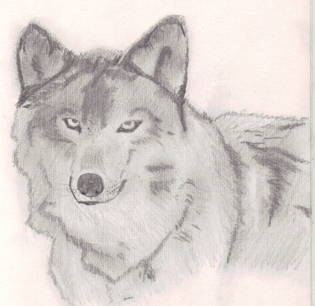 Black and Gray Wolf by fireprincess624