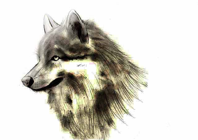 Wolf by flying_Jone