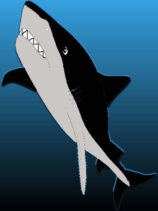 Shark by fmaghostwolf
