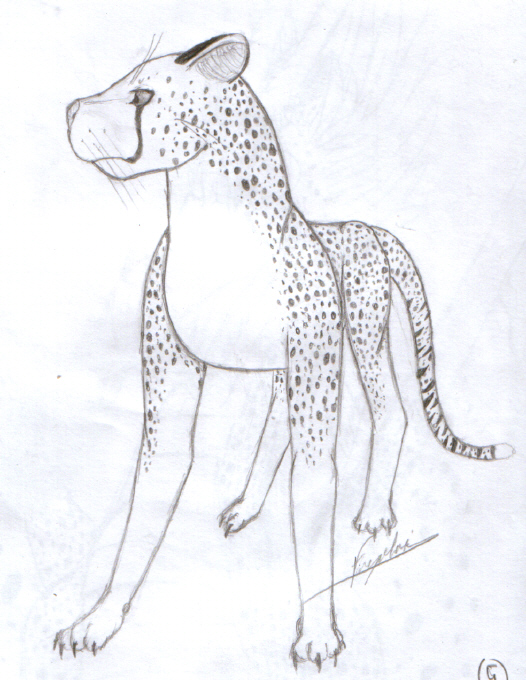 a cheetah by freyaloi