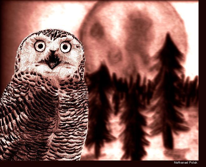 Snow Owl by Gameglitch