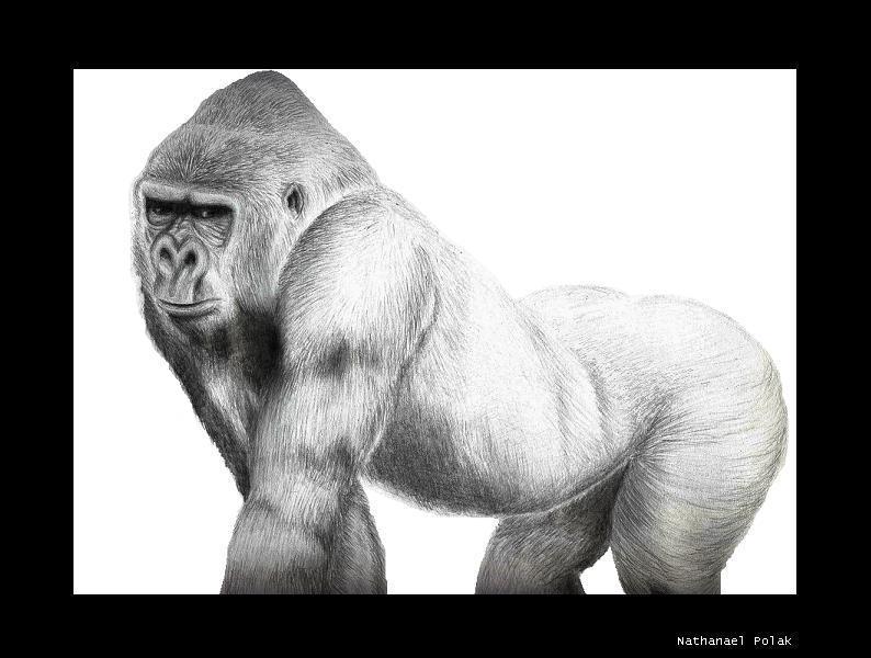 Silverback  Gorilla by Gameglitch
