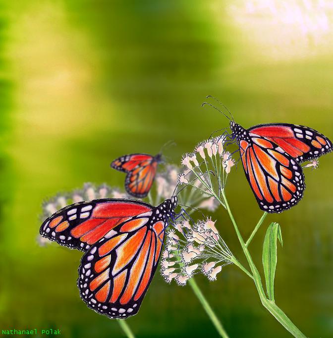 Beautiful Butterflies by Gameglitch