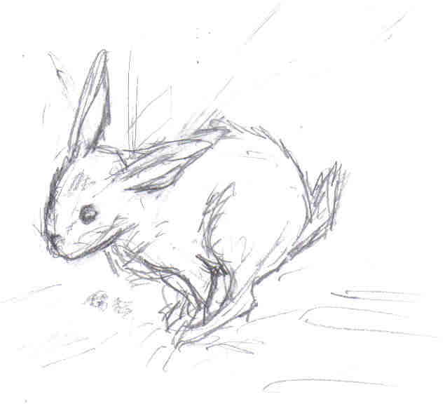 Rabbit by Gaz