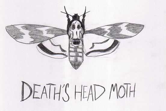 "Silence Of the Lambs": Death's head moth by Gozer