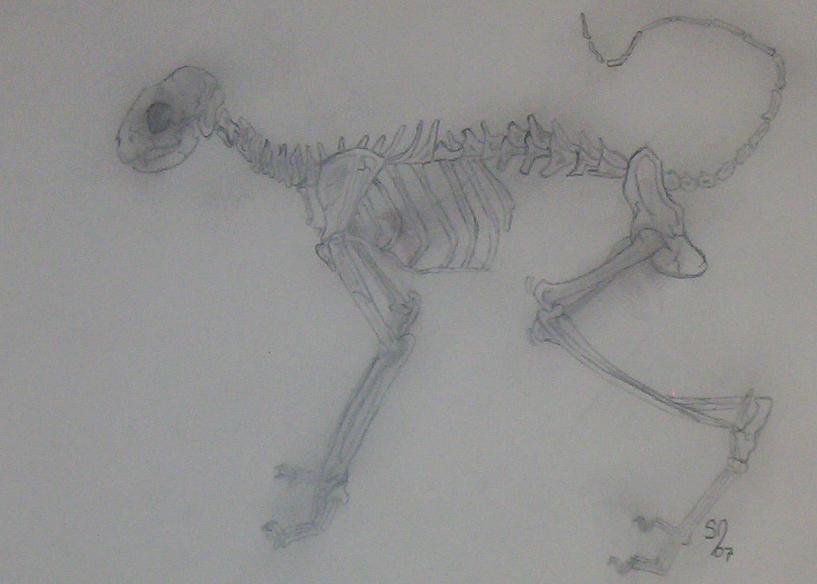 Cat Skeleton by Guardian_angel