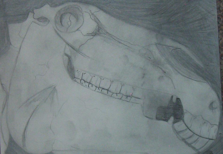 Horse skull by Guardian_angel