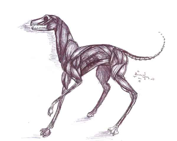 Skinless dog... ONLY ANATHOMY STUDY by greyhound