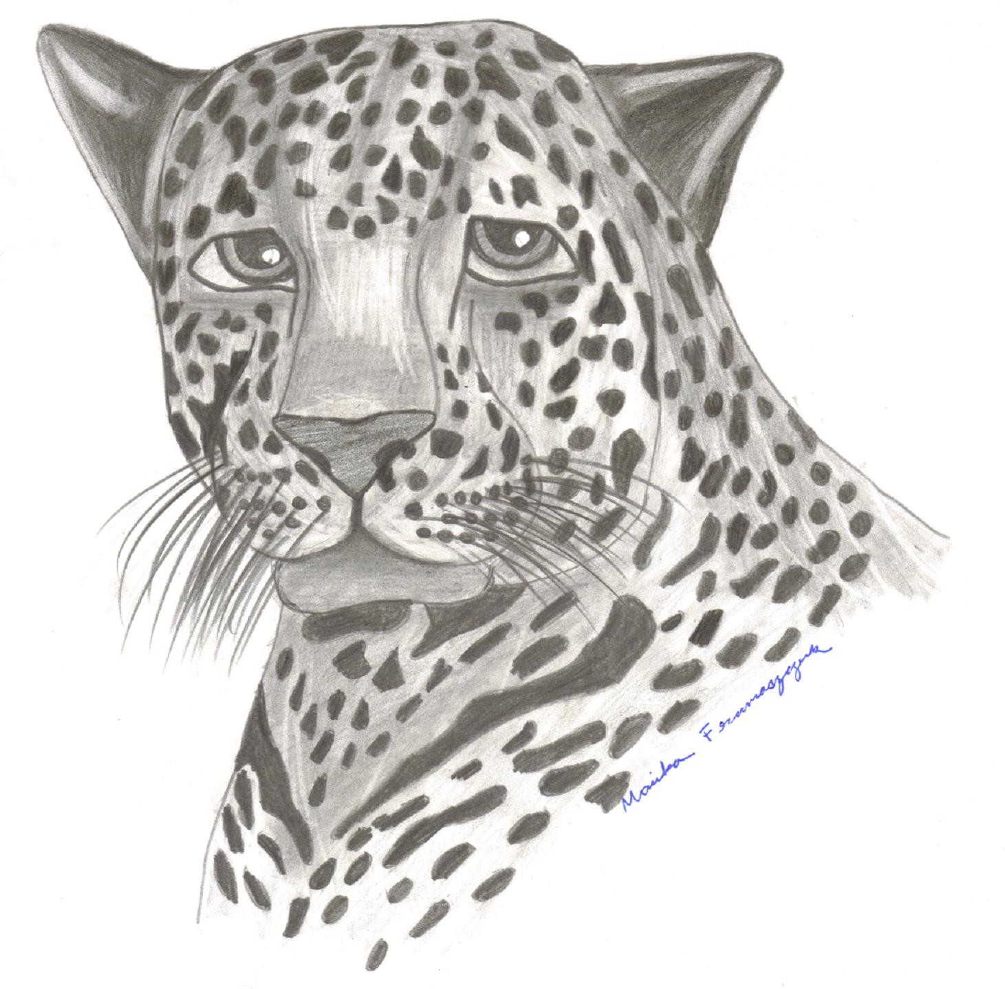 Leopard by Hamstar27