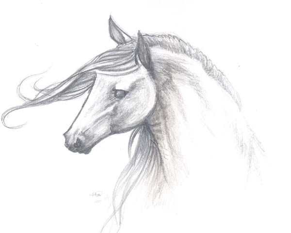 Andalusian Mare by HeiBai