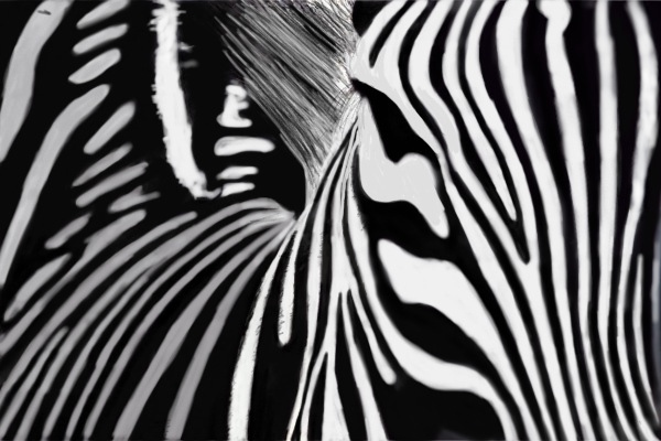 zebra by Hurdygurdymushroomman