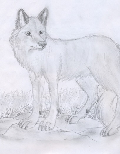 wolf by hakashar