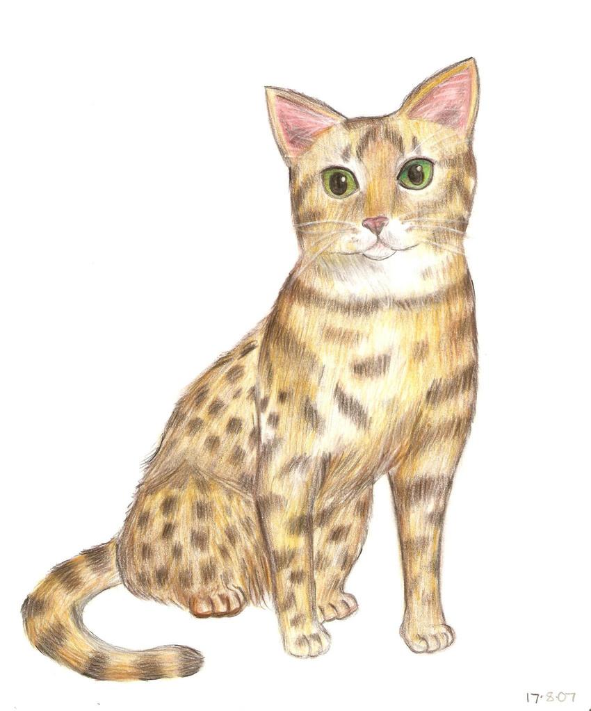 Bengal cat by halfdemon912