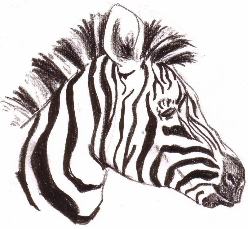 zebra by harleyfan1