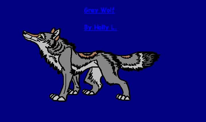 Grey Wolf by hawaiifan
