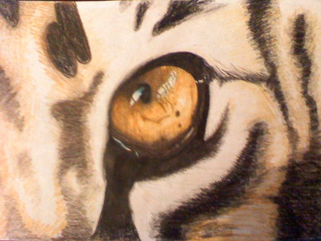 Tiger Eye by haydnc95