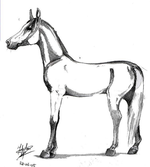Arabian horse by herroracer