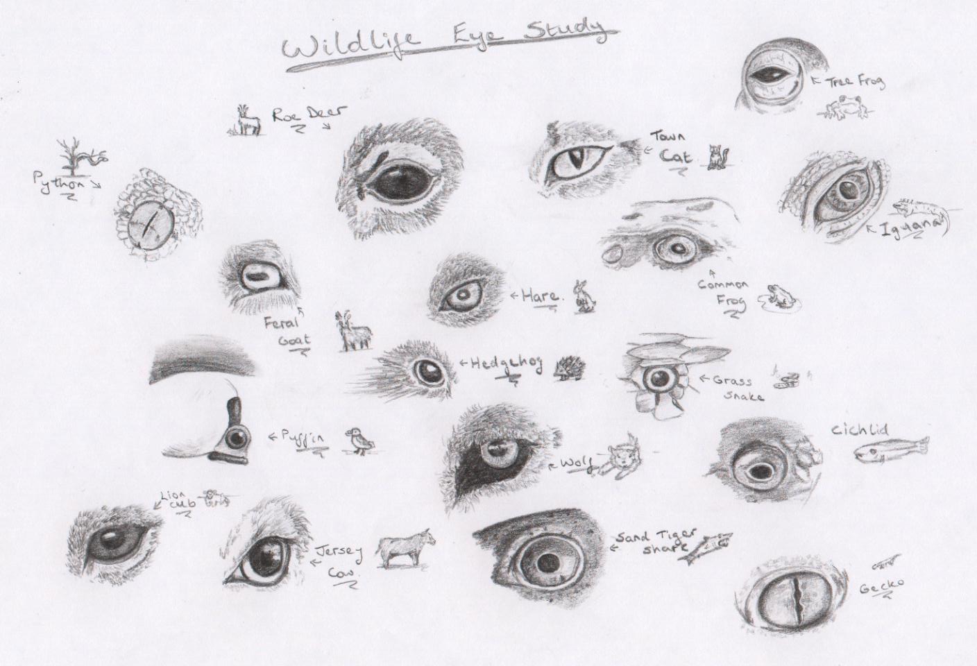 Wildlife eye study by heylorlass