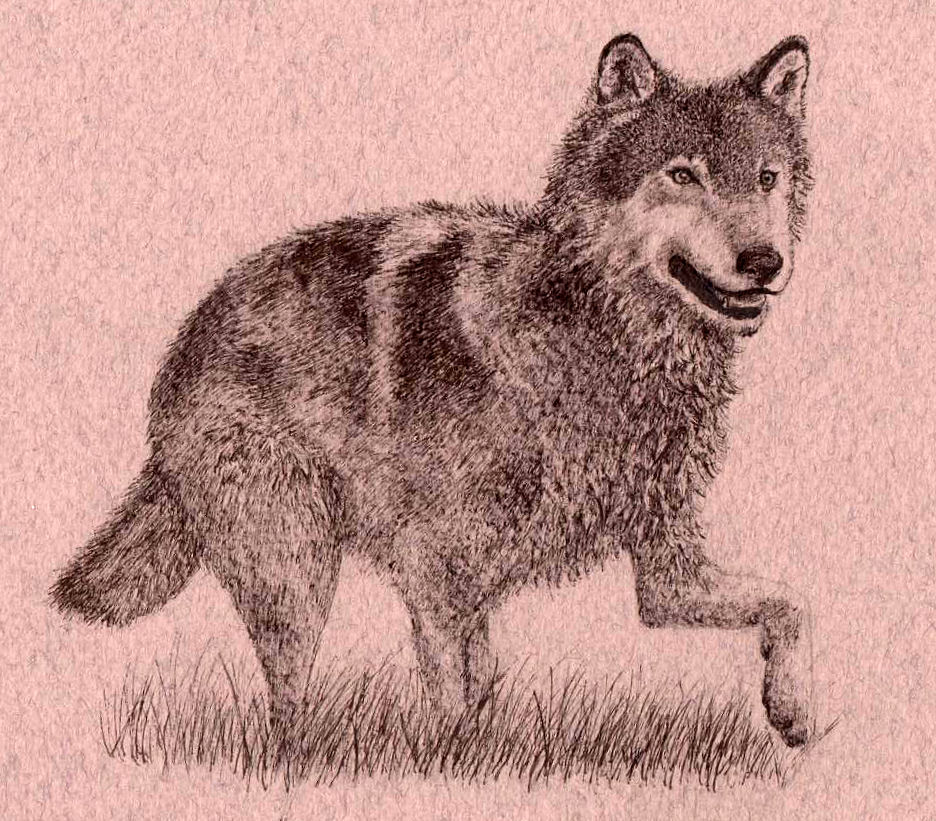 Loping wolf by heylorlass