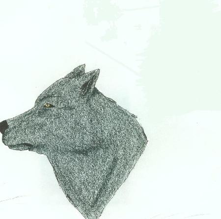 Black Wolf by higes_wolf