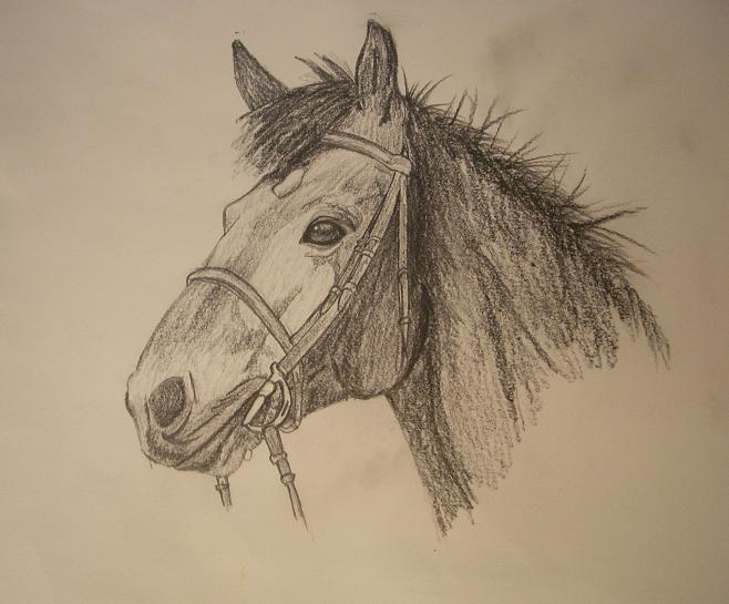 Horse Head by honeynutloop