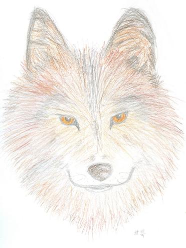 Gray Wolf by Iarebee