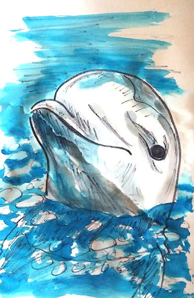 Dolphin by Icalatari