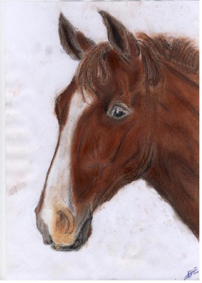 Gelders Paard" - A dutch horse by Izzymii