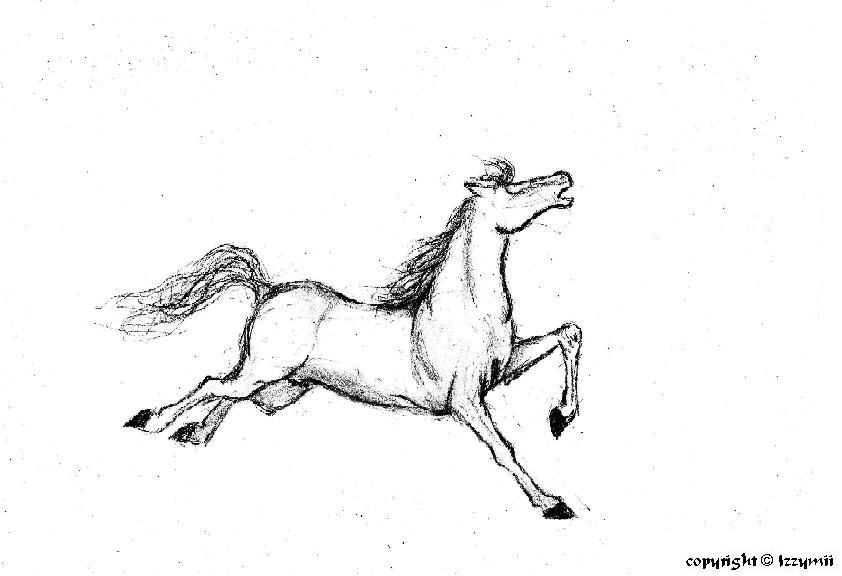 Line art horse by Izzymii