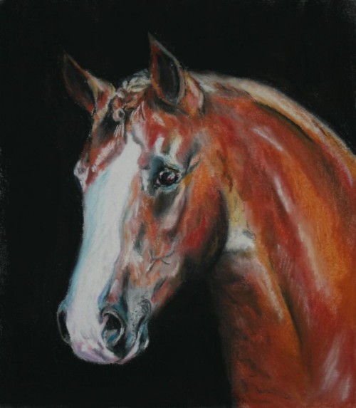 Warmblood horse portrait by Izzymii