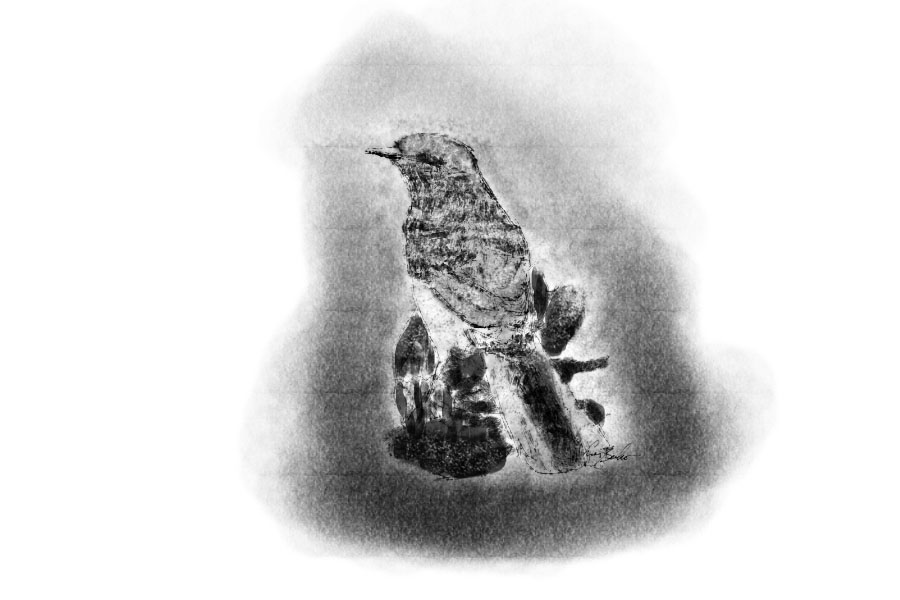 Mockingbird by iBhin