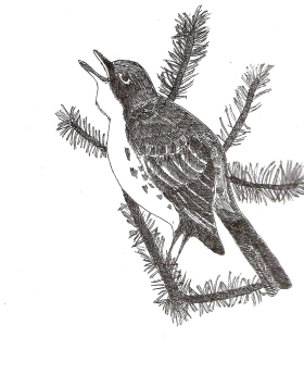 bird by idrownedincheese