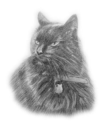 black cat by ilovecats