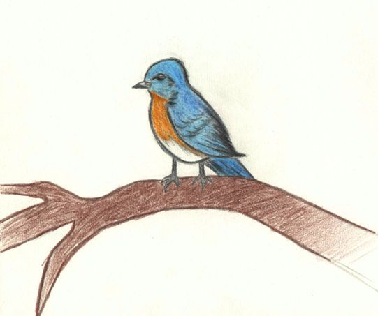Blue Bird by ioozrocks