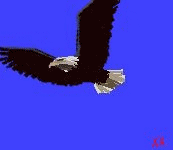 Eagle (anim) by JAYCEE