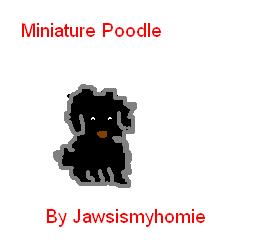 Miniature Poodle by Jawsismyhomie