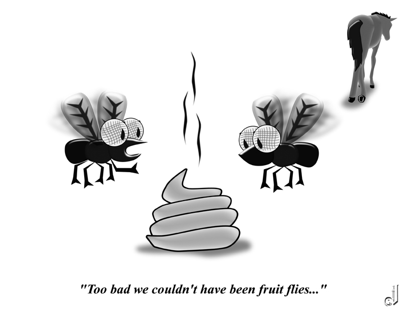 Flies by Jhihmoac