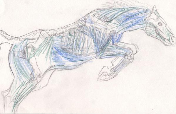 Horse anatomy by Juli