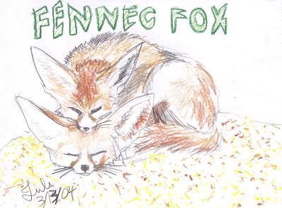 Fennec Foxes by Juli