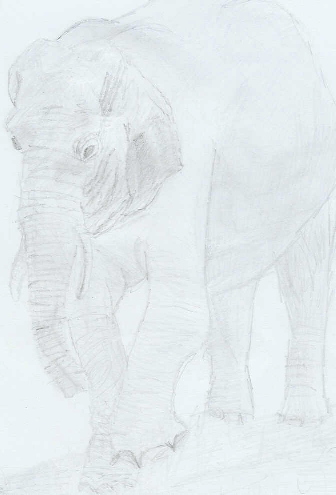 Elephant by jeff_ooh_a_tree
