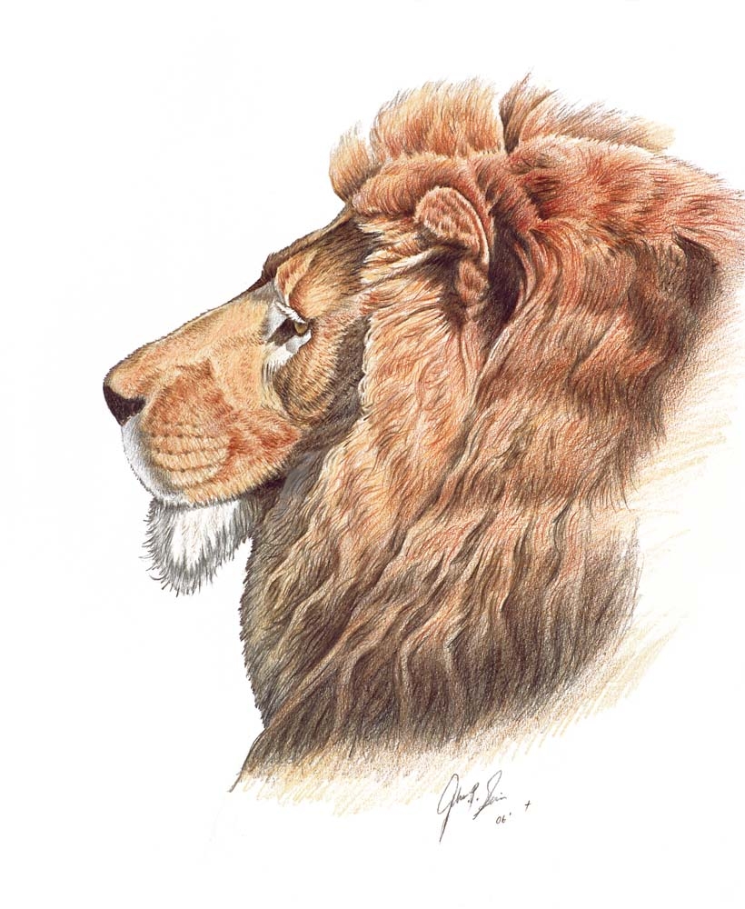 lion by johnnydraws