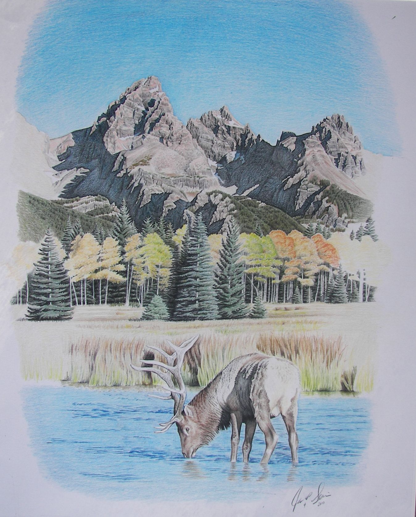 Teton Elk by johnnydraws