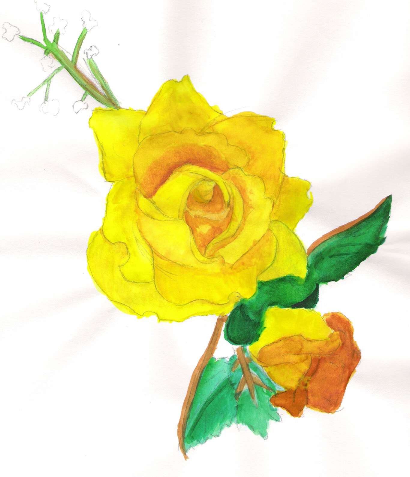 yellow rose watercolor by K_moon
