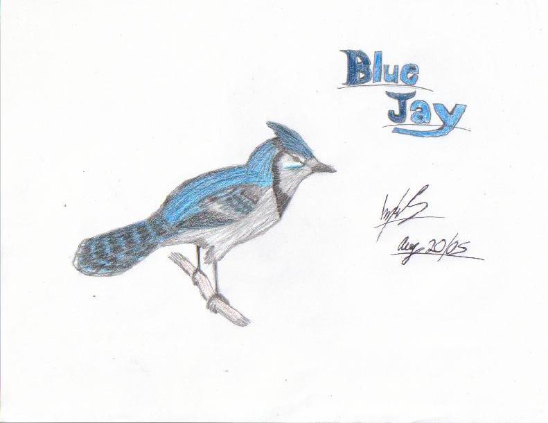 Blue Jay by Kaira