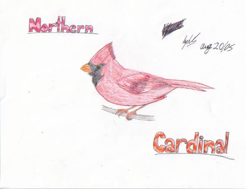 Northern Cardinal by Kaira