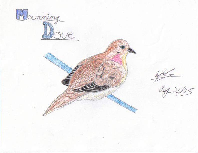 Mourning Dove by Kaira